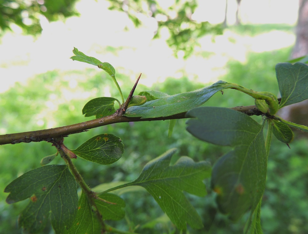 Crataegus monogyna - kukinnollisten haarojen korvakkeet ovat soikeahkot - toispuolisen puikeahkot ja ehytlaitaiset tai vähähampaiset. Vuosikasvaimet ovat sileät, kaljut ja puutuessaan vaaleanruskeat - punaruskeat. Osa oksien lyhytversoista muuntuu teräviksi ja noin 7-20 mm pitkiksi orapiikeiksi. A, Lemland, Nåtö, saaren pohjoisosan merenrantaan ulottuva luonnonsuojelualue biologisen aseman (Norrgård) itäpuolella, rannan tervalepikon yläreuna, 11.6.2014. Copyright Hannu Kämäräinen.