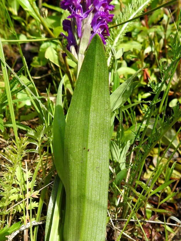 Dactylorhiza purpurella - hurmekämmekän lehdet ovat alapinnaltaan köliselkäiset ja helakanvihreät. 26.6.2026. Copyright Hannu Kämäräinen.