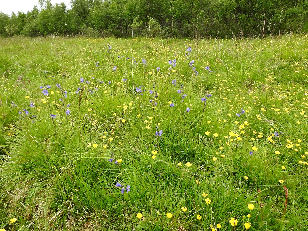 Polemonium acutiflorum - kellosinilatva on Suomessa alkuperäinen Lapin kasvi, joka on yleinen tai yleisehkö Kittilän Lapin, Sompion Lapin, Enontekiön Lapin ja Inarin Lapin eliömaakunnissa sekä harvinaisempi muinaistulokas Perä-Pohjanmaan ja Koillismaan eliömaakunnissa. Lisäksi yksittäisiä uustulokashavaintoja on Oulun Pohjanmaan ja Kainuun eliömaakunnista. Kasvupaikkoina ovat lähinnä puronvarret, jokirannat, niityt, tunturikoivikot, pensaikot, pientareet ja tienvarret sekä vanhat latojen ja tukkikämppien ympäristöt. 9.7.2026. Copyright Hannu Kämäräinen.