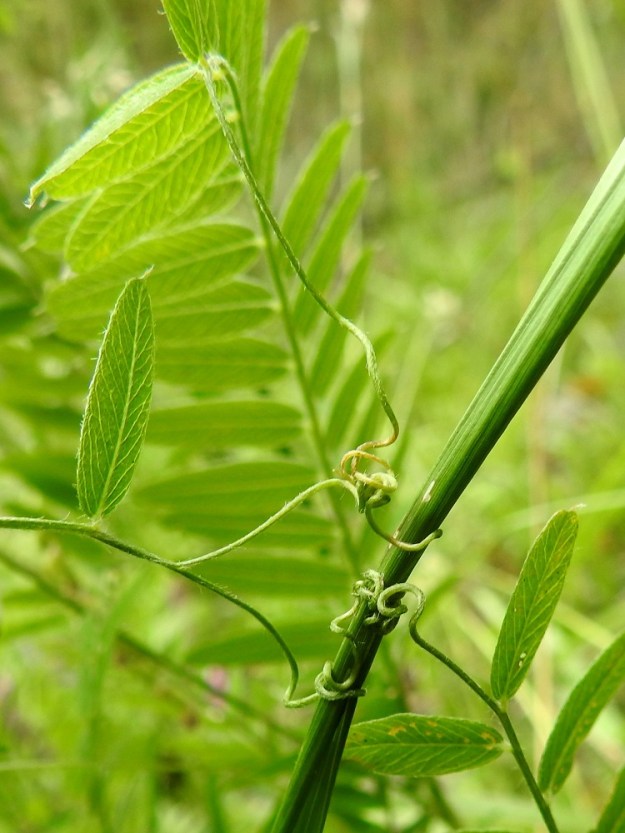 Vicia cassubica - pommerinvirnan lehtien päässä on kärhi, joka on kärkiosastaan haaroittuva ja noin 20-30 mm pitkä. Saadessaan kosketuksen muihin kasveihin tai omiin versoihinsa se kiertyy tiiviisti kohteensa ympärille ja tukee osaltaan pystyä kasvua. Kärhet ovat lehtien tapaan karvaisia. 26.6.2026. Copyright Hannu Kämäräinen.