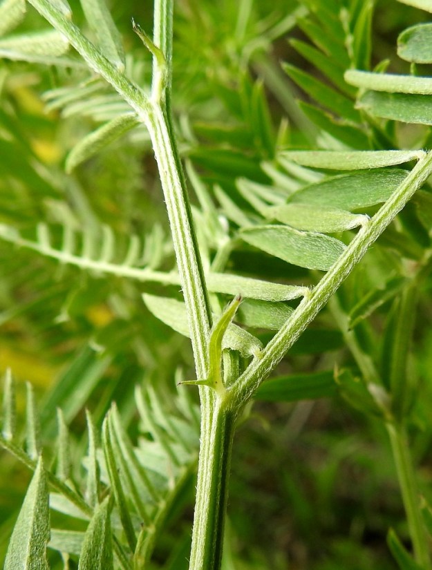 Vicia tenuifolia - tuoksuvirnan lehdet ovat korvakkeelliset. Korvakkeet ovat kapeansuikeat, suipon teräväkärkiset, alemmissa lehdissä ulkosivultaan toispuolisen keihästyviset ja myötäkarvaiset. Ne ovat yleensä noin 5-12 mm pitkät ja leveimmältä kohtaa noin 0,7-2 mm leveät. Tyvilisäke on useimmiten siirottava, kärkeä kohti suippeneva ja usein noin 2-6 mm pitkä. Varret ovat särmikkäät ja kuvan tavoin myötäkarvaiset tai kaljut. 18.6.2023. Copyright Hannu Kämäräinen.