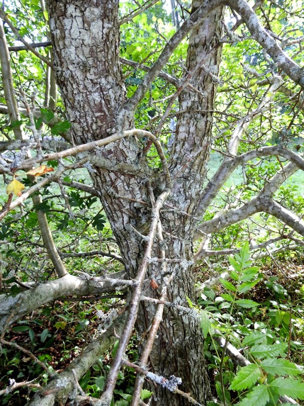 Crataegus rhipidophylla - suippuorapihlajan runko ja haarat ovat harmaat tai harmaanruskeat ja vanhemmiten uurrettuvat. Puumaisten, yksirunkoisten yksilöiden rungon läpimitta on usein noin 10-30 cm. Lajin yksilö voi elää jopa 150-250-vuotiaaksi. Orapihlajien puuaines on hyvin kovaa, sitkeää ja kestävää. Sitä on perinteisesti käytetty mm. työkalujen varsien ja kävelykeppien valmistukseen. Tieteellinen sukunimi, Crataegus, on johdettu kreikan kielen sanasta kratos¸ joka tarkoittaa vahvuutta, lujuutta ja voimaa. Sukunimi viittaakin puuaineksen ominaisuuksiin. 9.8.2026. Copyright Hannu Kämäräinen.