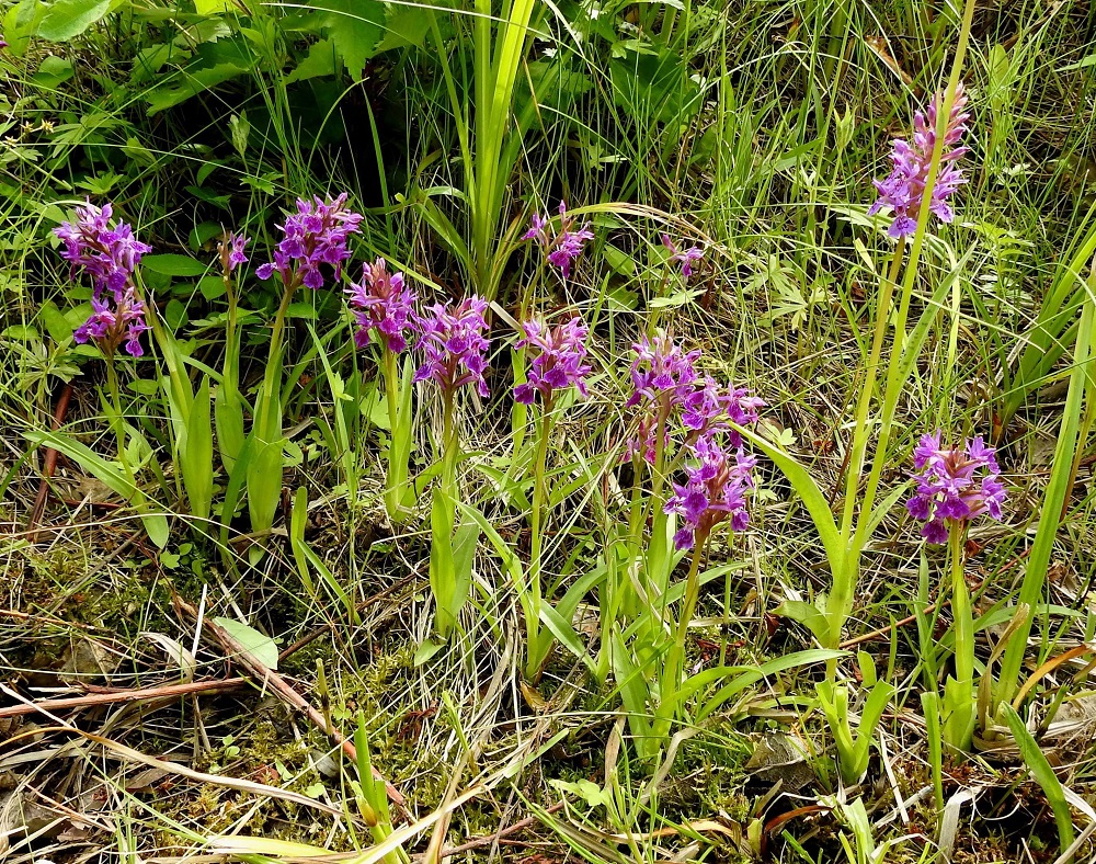 Dactylorhiza purpurella - hurmekämmekän kasvupaikalla ojat ovat ainakin osan kesää märkiä tai vetisiä ja laiteet kosteita kangasmaasta tihkuvan veden vuoksi. Lähes 300 metrin matkalla kasvaa runsaimpana maariankämmekkä, D. maculata. Viherhurmekämmeköitä on joukossa laskennan mukaan vähän yli 500. Kuvan tiheän varsikon yksilöt ovat matalia ja lyhytkukintoisia. Kuvan oikeassa reunassa on kaksi vierekkäistä, pitempää kukkavartta, jotka ovat todennäköisesti maariankämmekkää, D. maculata. 26.6.2026. Copyright Hannu Kämäräinen.