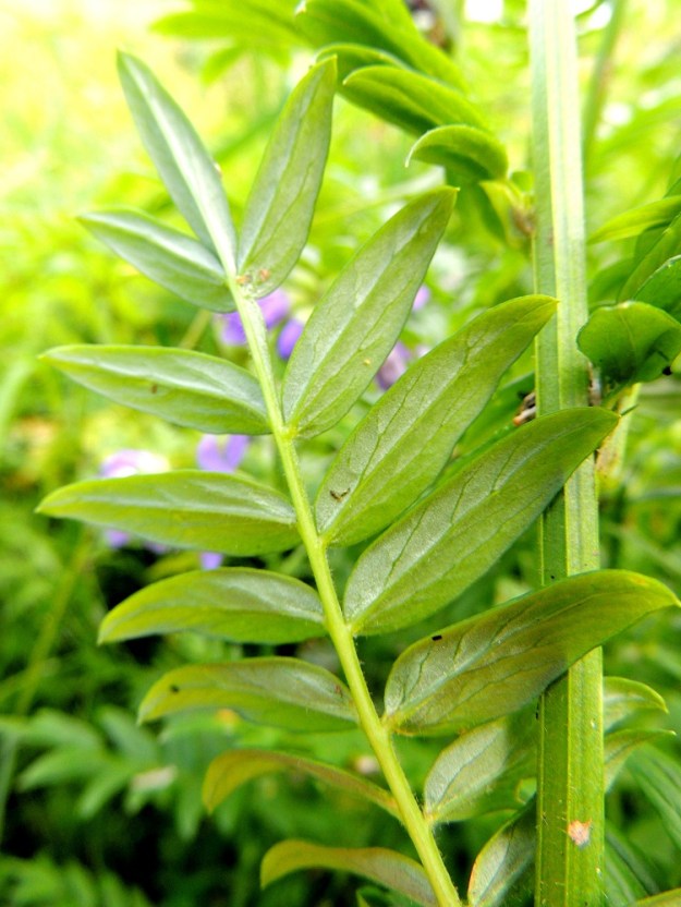 Polemonium caeruleum - lehtosinilatvan lehdykät ovat alta vaaleamman- tai harmaanvihreät ja molemmin puolin kaljut. EH, Hämeenlinna, Lammi, Lakkola, Lahden Valtatien (tie 12) koillispiennar Ketomäen ja Heikkilän tilojen välisen peltoalueen kohdalla, 3.7.2013. Copyright Hannu Kämäräinen.