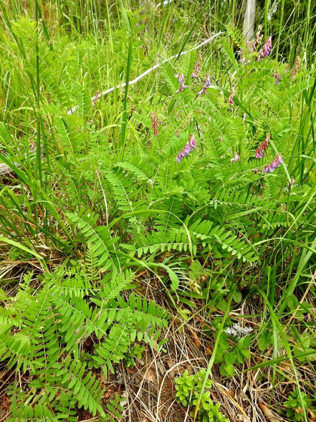 Vicia cassubica - pommerinvirna on Suomessa alkuperäinen ja hyvin harvinainen laji, jolla on vain muutamia esiintymiä Varsinais-Suomen ja Uudenmaan eliömaakunnissa. Se löydettiin ensimmäisen kerran nykyisen Raaseporin Tenholasta 1936. Runsain esiintymä löytyi Lohjalta vasta 2006. Kasvupaikkoina ovat kuivahkot, valoisat metsärinteet, hakkuuaukiot ja pellonreunusmetsät. Laji on rauhoitettu ja uhanalaisuusarvioinnissa 2019 erittäin uhanalaiseksi (EN) todettu. 26.6.2026. Copyright Hannu Kämäräinen.