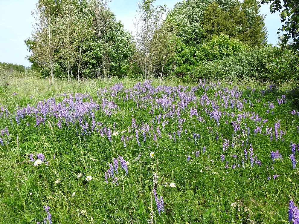 Vicia tenuifolia - tuoksuvirnalla on Suomessa yksi pitkäaikainen ja vakiintunut esiintymä Ahvenanmaalla. Ensimmäinen havainto pienialaisesta kasvustotuppaasta on vuodelta 2006. Vuosi vuodelta kasvustoala on laajentunut ja oli 2026 jo noin 7 m x 10 m:n suuruinen. Kasvupaikkana on tienvarren niittyalue. Luontaisella levinneisyysalueella kasvupaikkoina ovat mm. kalkkipitoiset kedot, metsänreunat, pensaikot ja tienvarret. Laji on aikaisemmin tavattu tulokkaana parilta paikalta Uudenmaan eliömaakunnasta. Viimeisin niistä on 1970-luvun alusta. 18.6.2023. Copyright Hannu Kämäräinen.
