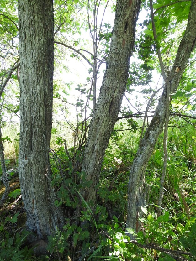 Crataegus monogyna - tylppöorapihlajan runko on harmaa tai harmaanruskea ja vanhemmiten uurrettuva. Puumaisten, yksirunkoisten yksilöiden rungon läpimitta on usein noin 10-30 cm. Laji voi suippuorapihlajan tavoin elää jopa 150-250-vuotiaaksi. A, Jomala, Ramsholm, luonnonsuojelualue, pohjoisosa, itälaidan niittykaistan reuna, 18.6.2023. Copyright Hannu Kämäräinen.