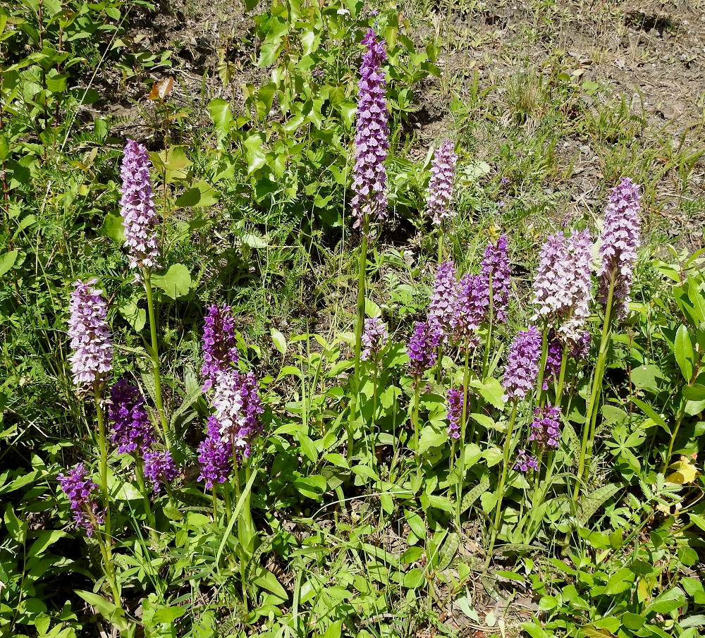 Dactylorhiza purpurella - hurmekämmekän kasvualueella on paikka paikoin myös mitä melkoisia liuskakämmeköiden "ilotulituksia", joissa kokeneempikin suvun tuntija joutuu turvautumaan todennäköisyyksiin ja päätelmiin. Tummakukkaiset, matalammat ja lehdiltään täplättömät kämmekät ovat kiistatta viherhurmekämmeköitä. Sen lisäksi paikalta on tavattu puhtaana liuskakämmekkälajina vain suuri määrä vaalea- tai lähes valkokukkaisia maariankämmeköitä. Loppu sekalainen liuskakämmekkäkunta, joka ei oikein mahdu maariankämmekän muuntelun piiriin, on mitä suurimmalla todennäköisyydellä näiden lajien risteymiä. 26.6.2026. Copyright Hannu Kämäräinen.