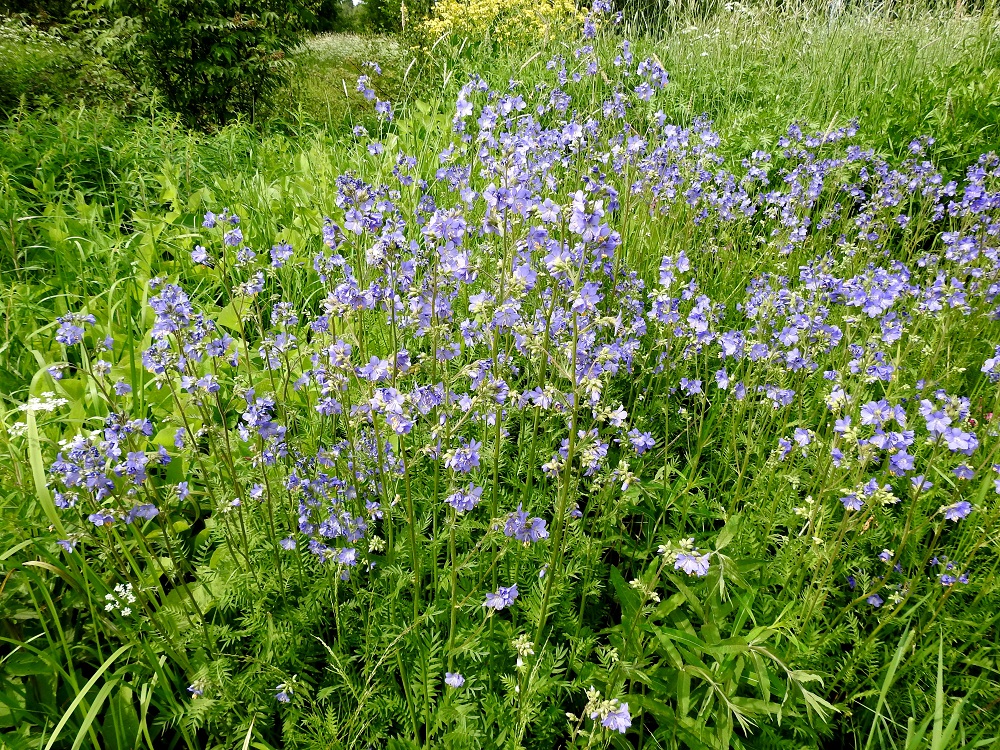 Polemonium caeruleum - lehtosinilatva on Suomessa nimensä mukaisesti alkuperäinen ja harvinainen lehtokasvi Etelä- Savon ja Pohjois-Karjalan eliömaakunnissa. Lisäksi se on vanha koristekasvi, joka on villiytymällä levittäytynyt tai saapunut tulokkaana kaikkiin eliömaakuntiin. Kasviatlaksen mukaan havaintoja on kohtalaisesti tai runsaasti Perä-Pohjanmaan ja Koillismaan eliömaakuntiin saakka. Pohjoisempana se on hyvin harvinainen. Kasvupaikkoina ovat lähinnä lehdot, rehevät niityt, pensaikot, erilaiset pientareet ja tienvarret sekä moninaiset asutuksen lähialueet ja joutomaat. EH, Hämeenlinna, Sairio, Sairionranta, Vanajaveden ja rautatien välissä kulkevan ulkoilureitin varsi kohdassa, jossa vesioja alittaa reitin, ojan laitaniitty, 16.6.2020. Copyright Hannu Kämäräinen.