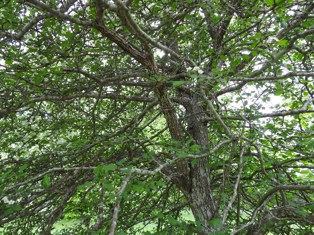 Crataegus monogyna - tylppöorapihlajan rungon ohella myös haarat ja vanhemmat oksat ikääntyessään uurrettuvat. Nuoremmat oksat ovat pitkät, sileähköt ja harmaat tai ruskehtavat. A, Jomala, Ramsholm, luonnonsuojelualue, pohjoisosan lehtoniittyalue, 18.6.2023. Copyright Hannu Kämäräinen.
