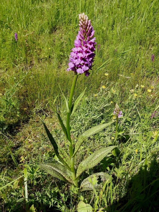 Dactylorhiza maculata x purpurella - maariankämmekän ja hurmekämmekän risteymä on Inkoon kasvupaikallaan komeimmillaan roteva, runsas- ja leveälehtinen sekä kantalajejaan selvästi kaikin puolin kookkaampi. Kuvan yksilön korkeus oli 60 cm. Monet kookkaat risteymäyksilöt tuovat mieleen koko lajiryhmän synnyttäneen toisen kantalajin, kielikämmekän, D. fuchsii. Risteymien lehdet näyttävät aina olevan täplikkäitä. Taustalla näkyy ruohikon keskellä muutamia pienempiä hurmekämmeköitä. 26.6.2026. Copyright Hannu Kämäräinen.