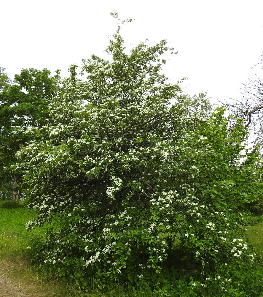 Crataegus monogyna - tylppöorapihlaja on siirottavahaarainen pensas tai pieni puu, jonka haarat ja oksat ovat tavallisesti pitkät. Sen kasvupaikkoina ovat lähinnä lehdot, lehto- ja lehdesniityt, metsän- ja pellonlaiteet sekä puustoiset ja pensaikkoiset tienvarret. Lajin normaali kukinta-aika on kesäkuu. A, Jomala, Ramsholm, luonnonsuojelualue, pohjoisosan lehtoniittyalue, 18.6.2023. Copyright Hannu Kämäräinen.