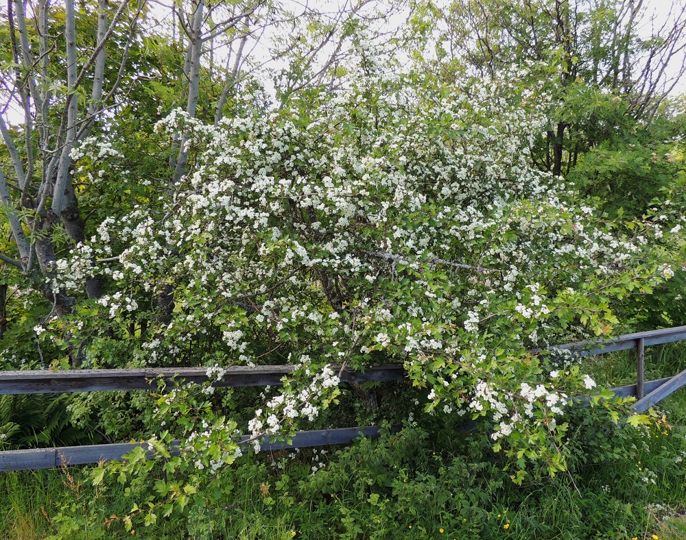 Crataegus rhipidophylla - suippuorapihlaja on usein pitkä- ja siirottavahaarainen pensas, joka on kukkiessaan varsin näyttävä. A, Lemland, Nåtö, saaren pohjoisosan luonnonsuojelualue biologisen aseman (Norrgård) ja saaren päätien, Järsövägenin itäpuolella, lehtometsä ja puustoinen lehtoniitty, 11.6.2014. Ellei toisin mainita, kuvat ovat tältä samalta kasvualueelta. Copyright Hannu Kämäräinen.