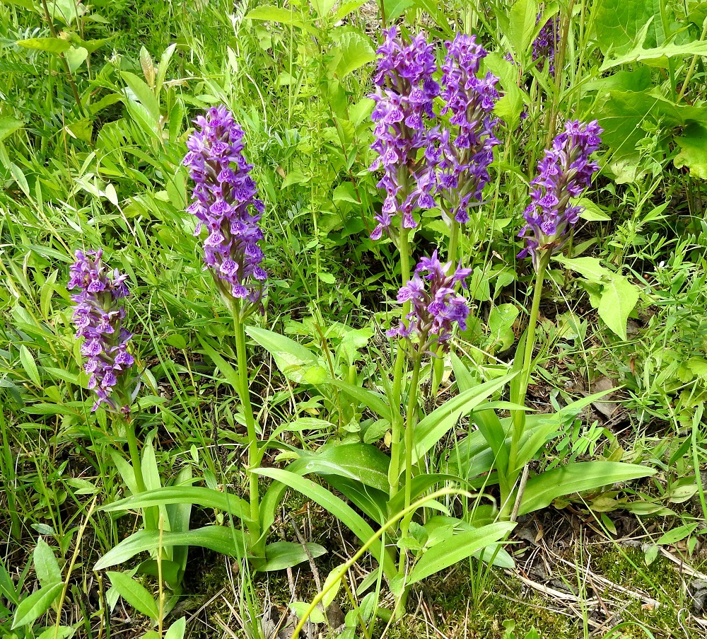 Dactylorhiza purpurella - hurmekämmekkä kuuluu toukokämmekkäryhmäksi kutsuttuun lajiryhmään, jonka lajit ovat aikojen kuluessa syntyneet Suomessakin alkuperäisten kielikämmekän, D. fuchsii ja punakämmekän, D. incarnata, risteytymisen tuloksena. Hurmekämmekän kukkavarret kasvavat yksittäin tai muutaman varren tiiviinä ryhminä. U, Inkoo, pohjoisosa, valtatien varsi molemmin puolin tietä, oja sekä sen laitarinteet ja -luiskat, 26.6.2026. Koko kuvasarja on samalta kasvupaikalta ja esittelee lajin nimimuunnosta, viherhurmekämmekkää, var. purpurella, ellei toisin mainita. Copyright Hannu Kämäräinen.