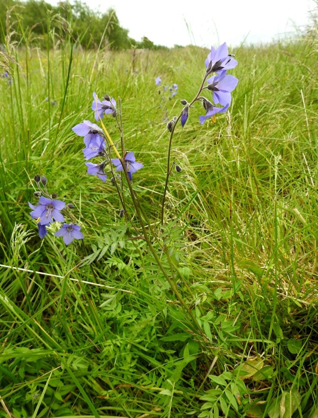 Polemonium acutiflorum - kellosinilatva on monivuotinen, pysty tai koheneva ja tavallisesti noin 25-60 cm korkea ruoho. EnL, Enontekiö, Kilpisjärvi, Siilastuvan pohjoispuolinen, luonnontilaiseksi muuttunut rantaniittyalue, noin 475 m mpy, 9.7.2026. Ellei toisin mainita, kuvat ovat tältä samalta kasvupaikalta. Copyright Hannu Kämäräinen.