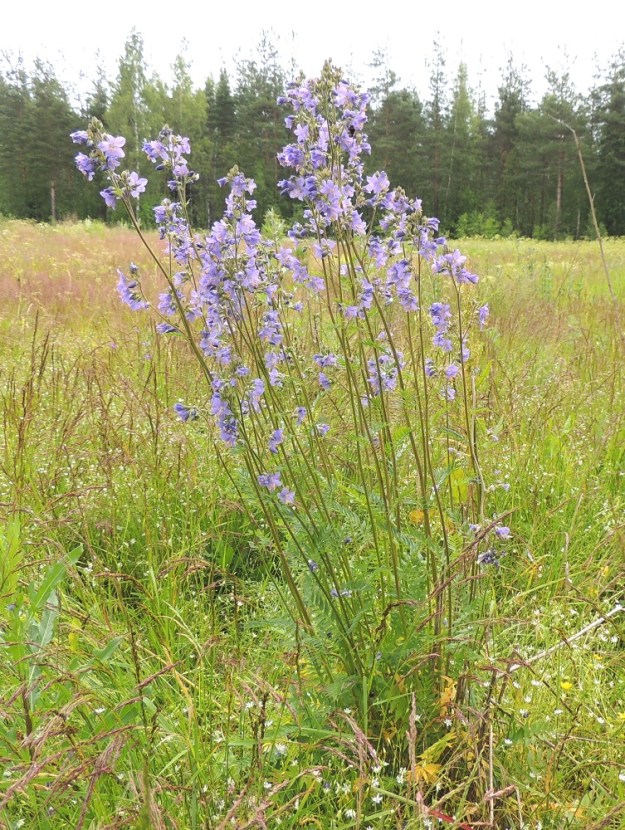 Polemonium caeruleum - lehtosinilatva on monivuotinen, pysty ja tavallisesti noin 35-100 cm korkea ruoho, jonka juurakko on suikertava, lyhyehkö ja haarova muodostaen usein tiheitä ja laajenevia varsiryhmiä. Varret ovat kukinto-osaan saakka haarattomat ja vihreäsävyiset tai ruskehtavat. ES, Imatra, Vuoksenniska, Kaukopää, Kolmen ristin kirkon kohdalla, Ruokolahdentien luoteispuolella oleva laaja, nykyisin niittymäinen, vanha puuvarastokenttä, johon aikanaan varastoitiin Venäjältä tuotua puutavaraa, 9.7.2015. Copyright Hannu Kämäräinen.