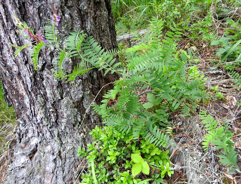 Vicia cassubica - pommerinvirna on monivuotinen, pysty tai koheneva, niukahkosti haarova ja tavallisesti noin 30-60 cm korkea ruoho. V, Lohja, Suittila, luonnonsuojelualue, kalliorinteen päällys, 26.6.2026. Koko kuvasarja on samalta kasvualueelta. Copyright Hannu Kämäräinen.