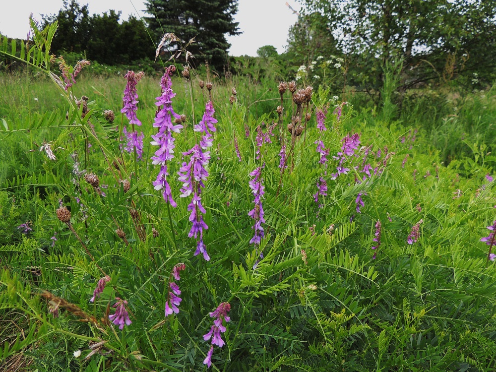 Vicia tenuifolia - tuoksuvirna on Suomessa harvinainen uustulokas. Sen luontainen levinneisyysalue kattaa valtaosan Eurooppaa ja yltää pohjoisessa Tanskaan, Etelä-Ruotsiin, Viroon ja Etelä-Venäjälle. Sopivassa valaistuksessa kukinnot ovat pääväriltään punavoittoisen sinipunaiset. Normaali kukinta-aika on kesä- ja heinäkuu. A, Finström, Godby, Getavägenin varressa oleva niittyalue, 13.6.2014. Koko kuvasarja on samalta kasvupaikalta. Copyright Hannu Kämäräinen.
