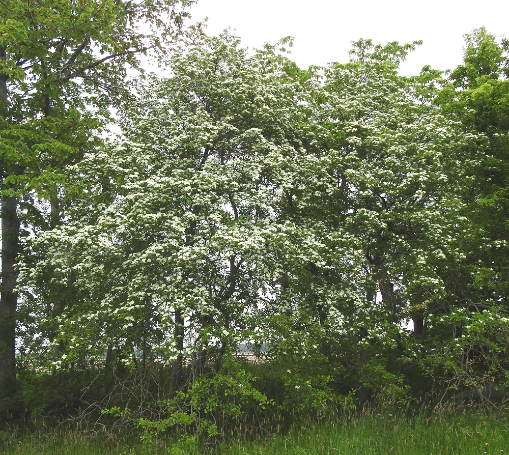 Crataegus monogyna - tylppöorapihlaja on tavallisesti noin 2-5 m korkea, mutta toisinaan sen latvus voi Suomessa kohota kahdeksaankin metriin. Lajin luontainen esiintymisalue rajoittuu Ahvenanmaan ja Varsinais-Suomen eliömaakuntiin. Ahvenanmaalla se on yleisehkö ja Varsinais-Suomessa harvinainen. Tylppöorapihlajaa käytetään jossain määrin myös koristekasvina, ja siitä on Kasviatlaksessa useampia villiytymähavaintoja Uudenmaan ja hyvin niukasti Etelä-Hämeen eliömaakunnista. A, Jomala, Ramsholm, luonnonsuojelualue, pohjoisosa, itälaidan niittykaistan reuna, 18.6.2023. Copyright Hannu Kämäräinen.
