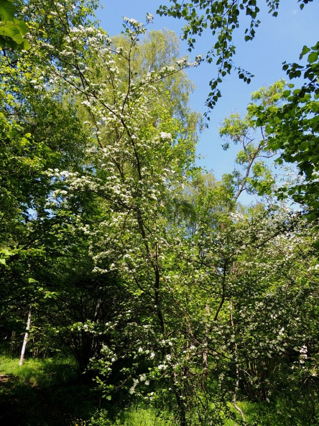 Crataegus rhipidophylla - suippuorapihlaja voi puiden varjostuksessa valoa tavoitellessaan kasvaa myös hoikaksi ja pitkäksi. Tavallisimmin se on 2-5 m korkea, mutta voi toisinaan yltää jopa 8 metriin. Kasvupaikkoina ovat lähinnä lehdot, lehto- ja lehdesniityt, kallioketojen rehevämmät laiteet sekä metsän-, pellon- ja tienreunapensaikot. 11.6.2014. Copyright Hannu Kämäräinen.