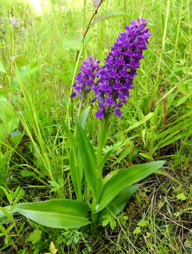 Dactylorhiza purpurella - hurmekämmekkä on yleensä noin 15-30 cm pitkä. Varsi on haaraton, noin 2-5 mm paksu, ainakin alapuoliskostaan ontto ja liereä muuten, mutta kukinnon alapuolelta se on jossain määrin särmikäs. Lehdet ovat tyvipainotteisesti. Varsinkin alemmat niistä ovat selvätuppisia ja sivulle tai yläviistoon kaartuvia. Malliltaan ne ovat puikeita tai soikeita ja leveimmillään lavan tyviosasta tai keskeltä. Ylimmät lehdet yltävät tai eivät yllä kukintoon saakka. 26.6.2026. Copyright Hannu Kämäräinen.