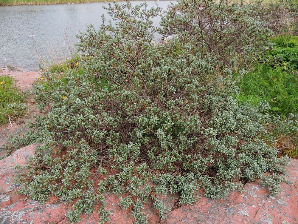 Hippophaë rhamnoides - (hopea)tyrni voi paahteisilla rantakallioilla kasvaessaan olla myös lähes kupumainen niin, että alimmat oksat levittäytyvät pitkin kallionpintaa. A, Eckerö, Storby, postitalon länsipuolinen rantakallio- ja niittyalue, 29.5.2013. Copyright Hannu Kämäräinen.