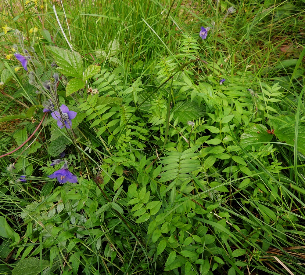 Polemonium acutiflorum - kellosinilatvan juurakko on suikertava, lyhyehkö ja toisinaan haarova muodostaen aika usein pieniä varsikkoja ja lehtiryhmiä. EnL, Enontekiö, Kilpisjärvi, retkeilykeskuksesta Saanalle vievän polun varsi, paljakkarinteen alapuolinen tunturikoivikko, 545-550 m mpy, 16.7.2013. Copyright Hannu Kämäräinen.