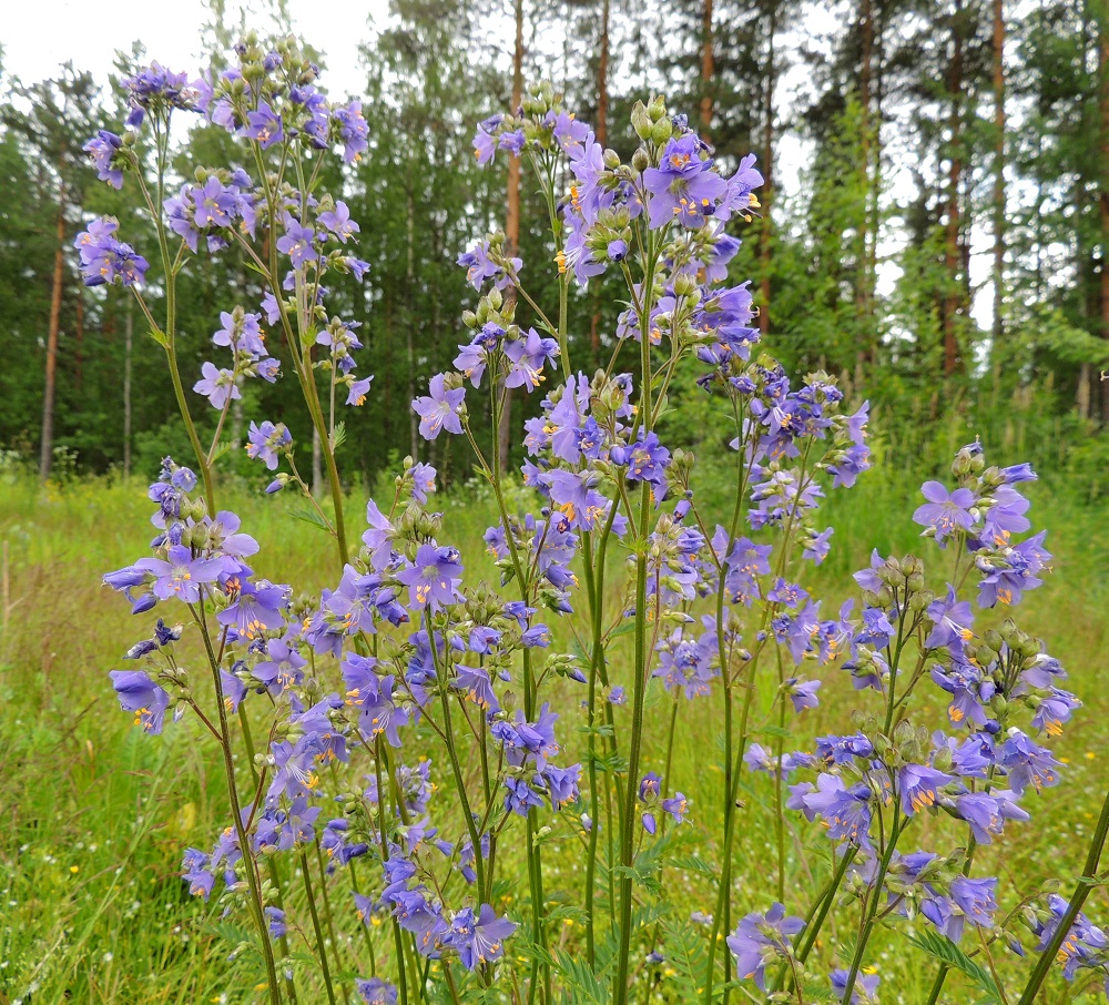 Polemonium caeruleum - lehtosinilatvan kukinto muodostuu latva-alueella kierteisesti ja harvakseen - latvaa kohti tiheten olevista, haarattomista tai toistamiseen haarovista kukintohaaroista. ES, Imatra, Vuoksenniska, Kaukopää, Kolmen ristin kirkon kohdalla, Ruokolahdentien luoteispuolella oleva laaja, nykyisin niittymäinen, vanha puuvarastokenttä, johon aikanaan varastoitiin Venäjältä tuotua puutavaraa, 9.7.2015. Copyright Hannu Kämäräinen.