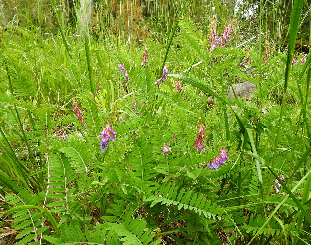 Vicia cassubica - pommerinvirnan juurakko on paksuhko, suikertava, haarova ja puutunut muodostaen kasvullisesti laajenevia varsikkoja. Kukinnot sijaitsevat verson latva-alueen lehtihangoissa. Kukkivien versojen määrä yleensä vaihtelee eri vuosina. Normaali kukinta-aika on noin kesäkuun puolivälistä heinäkuulle. 26.6.2026. Copyright Hannu Kämäräinen.