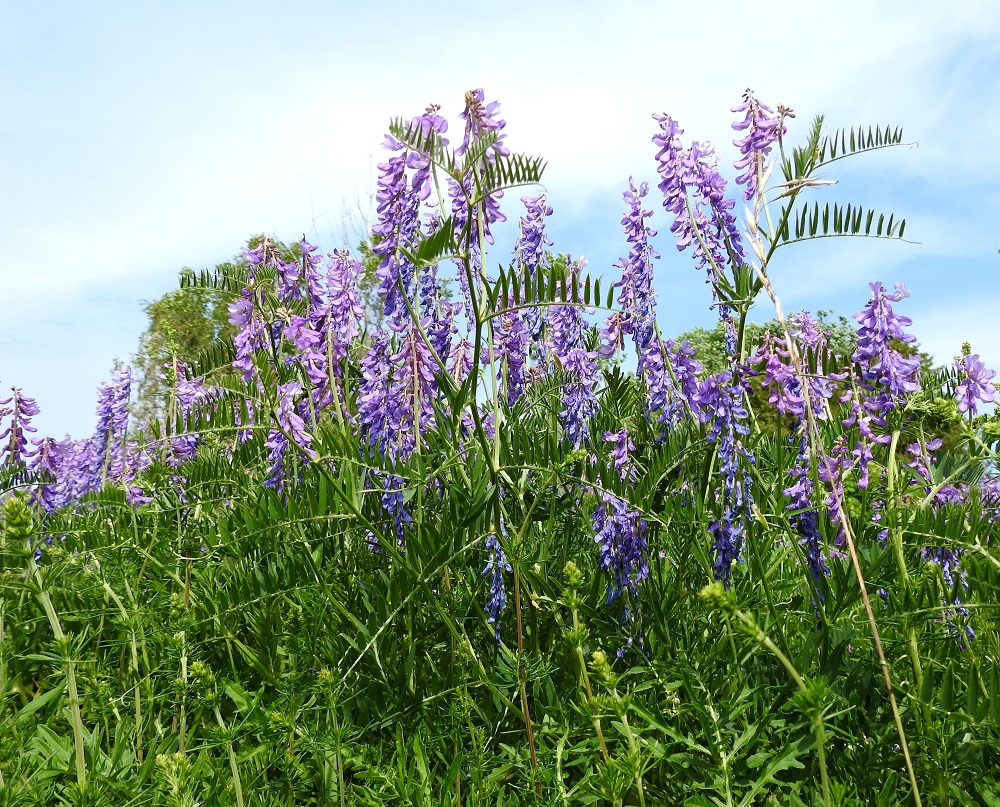 Vicia tenuifolia - tuoksuvirna on monivuotinen, rento, kiipeilevä ja tavallisesti noin 40-120 cm pitkä ruoho. Varret ovat haarovat, hoikat vaikkakin jäntevät ja vihreäsävyiset tai paikoin punaruskehtavat. Valon vaikutus havaittuihin väreihin on merkittävä. Edellisessä kuvassa punavoittoisina näkyvät kukinnot ovatkin oheisessa kuvassa sinivoittoisia. 18.6.2023. Copyright Hannu Kämäräinen.