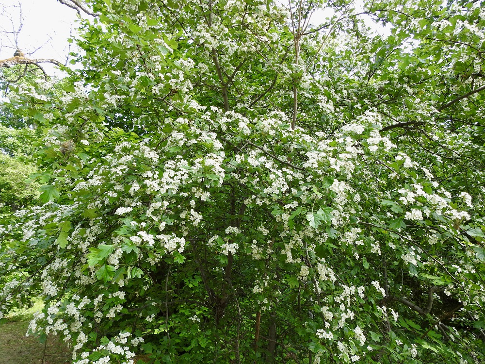 Crataegus monogyna - tylppöorapihlaja on paikallisesta yleisyydestä huolimatta todettu vuoden 2019 uhanalaisuusarvioinnissa äärimmäisen uhanalaiseksi (CR). Luokitukseen ovat vaikuttaneet lähinnä pieni populaatiokoko, jatkuva taantuminen ja pirstoutuminen. Uhkatekijöinä ovat erityisesti avoimien alueiden sulkeutuminen, metsien uudistamis- ja hoitotoimet sekä risteytyminen toisen Suomessa luontaisen lajin, suippuorapihlajan, C. rhipidophylla, kanssa. Laji on rauhoitettu Ahvenanmaalla. A, Finström, Bastö, koilliskulman lehtoinen Ekudden-niemi, 17.6.2023. Copyright Hannu Kämäräinen.
