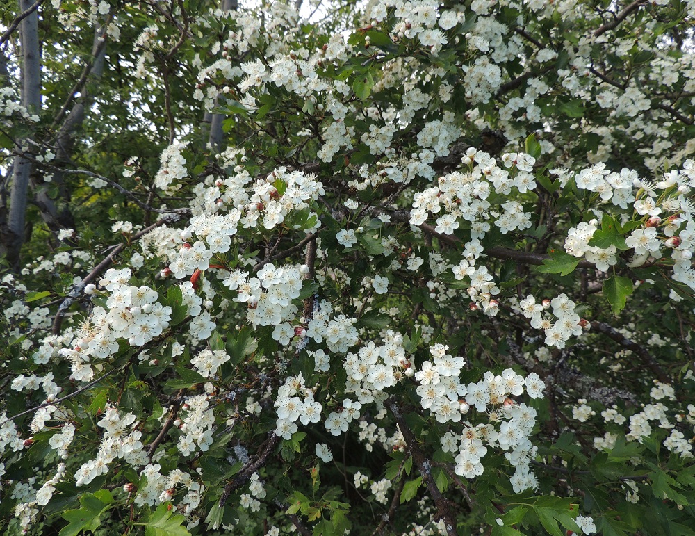 Crataegus rhipidophylla - suippuorapihlajan kukinnot ovat vuosiversojen kärjessä monihaaraisina ja usein osittain kerrannaisina tasahuiskiloina, jotka ovat yleensä noin 3-7 cm leveitä. Suippuorapihlaja on alkuperäinen Suomessa. Sen luontainen esiintymisalue rajoittuu Ahvenanmaan ja Varsinais-Suomen eliömaakuntiin. Ahvenanmaalla se on yleisehkö ja Varsinais-Suomessa harvinainen. Paikallisesta yleisyydestä huolimatta laji on vuoden 2019 uhanalaisuusarvioinnissa todettu erittäin uhanalaiseksi (EN). Se on rauhoitettu Ahvenanmaalla. 11.6.2014. Copyright Hannu Kämäräinen.