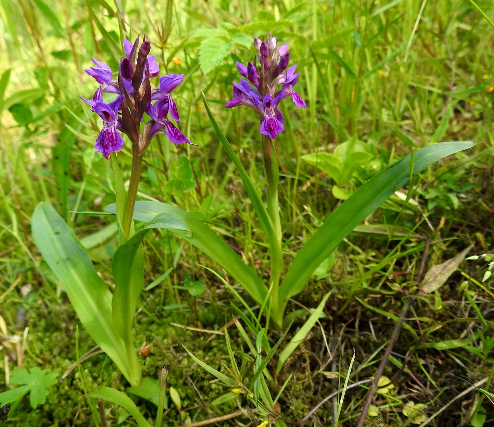 Dactylorhiza purpurella - hurmekämmekkä on Inkoon kasvupaikallaan yllättävänkin moni-ilmeinen. Kuvasarjassa edellä esiteltyjen, tanakoiden ja runsaskukkaisten yksilöiden joukossa on myös hennompia ja matalampia varsia, joissa on vain kymmenkunta kukkaa. 26.6.2026. Copyright Hannu Kämäräinen.
