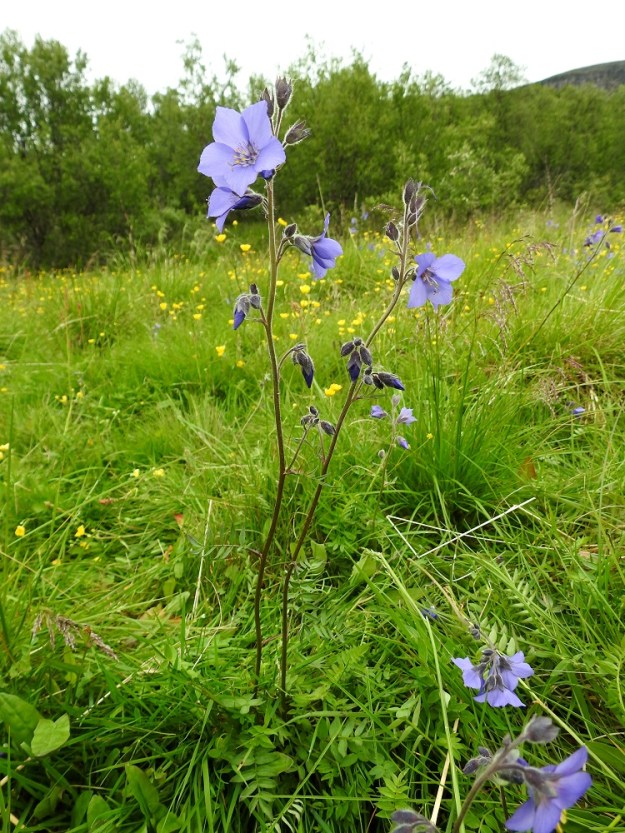 Polemonium acutiflorum - kellosinilatvan varret ovat kukinto-osaan saakka haarattomat, hoikat ja vihreäsävyiset tai ruskehtavat. 9.7.2026. Copyright Hannu Kämäräinen.