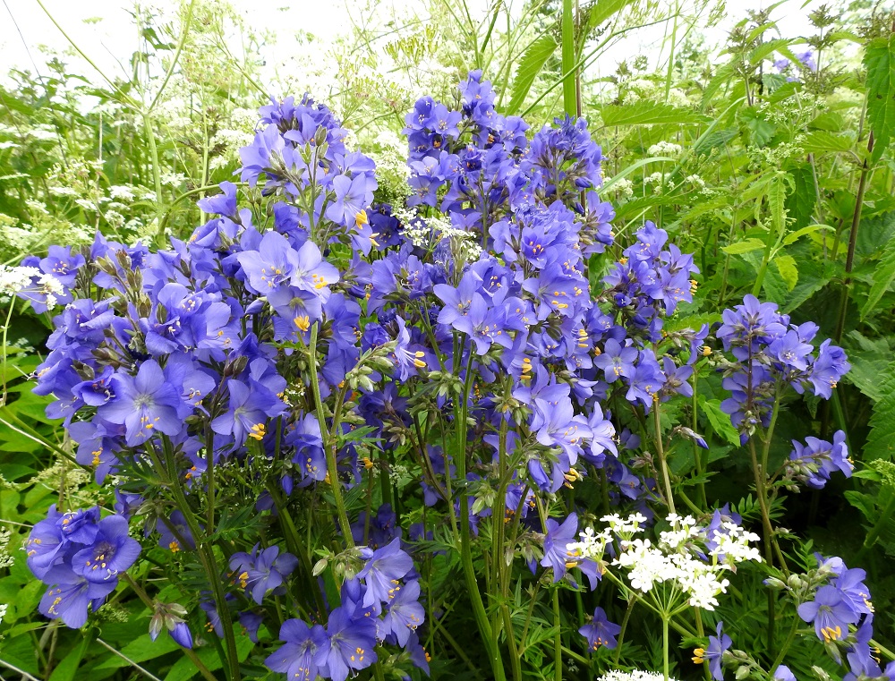 Polemonium caeruleum - lehtosinilatvan kukinnot ovat tiheät tai edellisen kuvan tavoin vähän harvemmat. Alimmat kukintohaarat ovat lehtihangoissa. Kukkien teriön väri on useimmiten Imatran kasvuston tavoin sinipunainen tai oheisen kasvuston tavoin sininen. EH, Kouvola, Kuusankoski, Mäyränkorven ja Lamminrannan välissä oleva Saksanahon entinen, peitetty teollisuuskaatopaikka, Savonsuo, täyttöalueen eteläosan niittyalue, 1.7.2017. Copyright Hannu Kämäräinen.