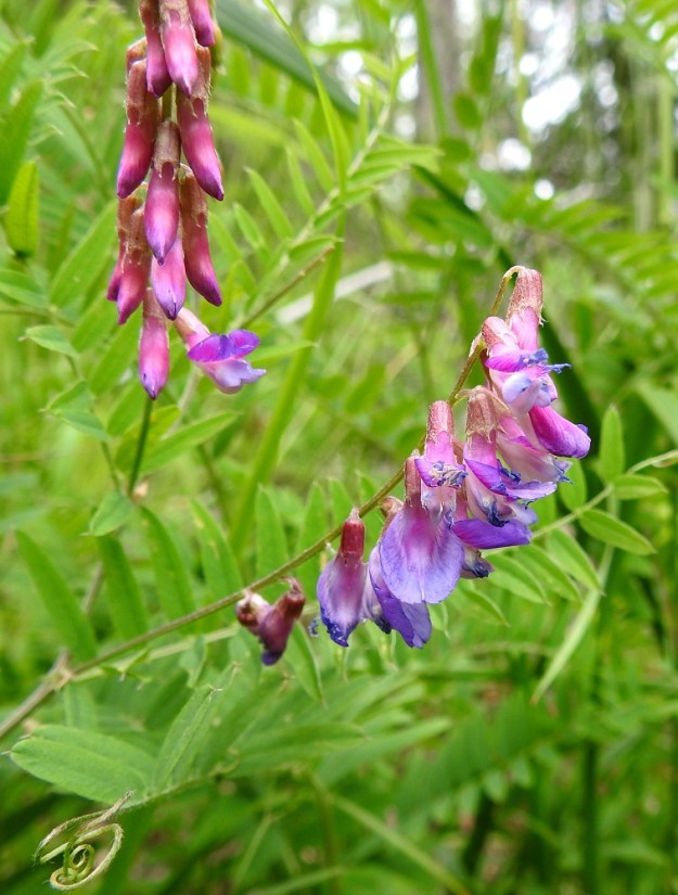 Vicia cassubica - pommerinvirnan kukintoperä on noin 2-5 cm pitkä. Kukkien teriö on ennen avautumistaan punainen. 26.6.2026. Copyright Hannu Kämäräinen.