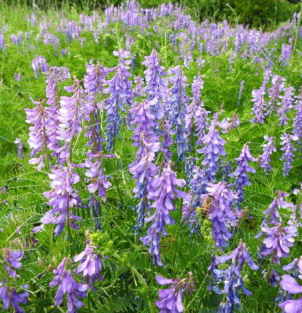 Vicia tenuifolia - tuoksuvirnan, kuten muidenkin virnojen, kukkien väri tummuu ikääntyessään siniseksi. Tämä helpottaa kimalaisten ja mehiläisten medenkeruuta kukintopaljouden keskellä. Myös virna hyötyy väriviestityksestä, kun hyönteiset ohjautuvat paremmin vielä pölyttämättömiin kukkiin. 18.6.2023. Copyright Hannu Kämäräinen.
