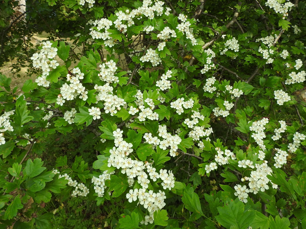 Crataegus monogyna - tylppöorapihlajan kukinnot ovat vuosiversojen kärjessä monihaaraisina ja usein osittain kerrannaisina tasahuiskiloina, jotka ovat yleensä noin 3-7 cm leveitä. A, Finström, Bastö, koilliskulman lehtoinen Ekudden-niemi, 17.6.2023. Copyright Hannu Kämäräinen.