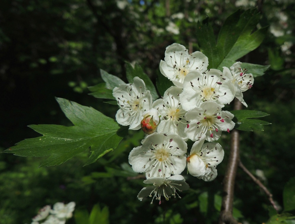 Crataegus rhipidophylla - suippuorapihlajan teriö on säteittäinen, valkoinen ja yleensä noin 13-18 mm leveä. Terälehtiä on viisi. Ne ovat pyöreähköt, koverat, tyveltään jyrkästi kapeaksi ja lyhyeksi kynneksi suippenevat sekä noin 6-8 mm pitkät ja leveät. 11.6.2014. Copyright Hannu Kämäräinen.