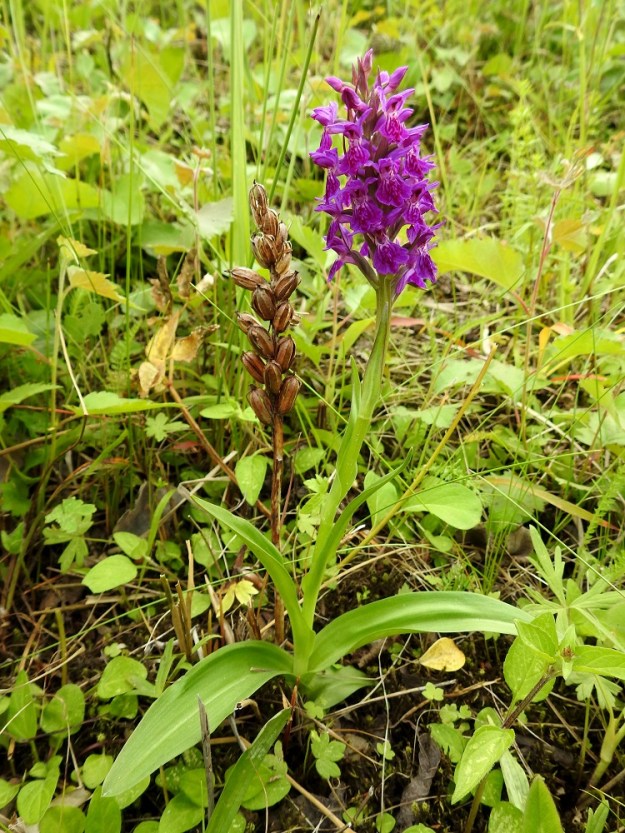Dactylorhiza purpurella - hurmekämmekän ja sen nimimuunnoksen viherhurmekämmekän päälevinneisyysalue on Britteinsaarilla ja Pohjois-Irlannissa. Pohjoismaissa sitä tavataan Tanskan Jyllannissa ja Färsaarilla sekä eteläisen Norjan länsirannikolla. Kuvasarjan kasvupaikka on ainoa Suomessa tiedossa oleva. Kasvupaikan ympärillä on metsämaata, eikä asutusta ole aivan läheisyydessä. Siemenet eivät ole voineet leijailla Tanskasta tai Norjan länsirannikolta saakka. Tietojen mukaan lajia on käytetty Suomessa harvinaisena puutarhakasvina, joka kykenee puutarhassa myös levittäytymään. Ehkä todennäköisin siemenlähde on jokin seutukunnan puutarha. Kuvassa kukkavarren tyvellä on edellisen vuoden erinomaisesti hedelmöinyt varsi, jonka kodat ovat avautuneet sivuistaan ja laskeneet lukemattoman joukon pölymäisen pieniä siemeniään tuulten mukaan. 26.6.2026. Copyright Hannu Kämäräinen.