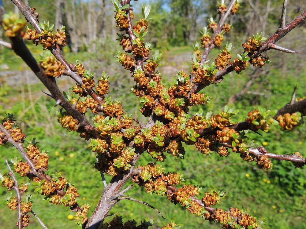 Hippophaë rhamnoides - (hopea)tyrni kukkii lehtien puhjetessa touko-kesäkuussa. Kukat ovat yksineuvoisia niin, että hede- ja emikukat ovat toisistaan erillään ja lisäksi eri yksilöissä. Ne ovat uusien sivuhaarojen tyvellä lehtihangoissa. Hedekukat (kuvassa) ovat tiheänä, tähkämäisenä ryhmänä, ja emikukat ovat lehtihangoissa yksittäin. A, Lemland, Nåtö, saaren pohjoisosan luonnonsuojelualue biologisen aseman itäpuolella, avoimen merenrantaniityn ylälaita pitkospuupolun varressa, 27.5.2013. Copyright Hannu Kämäräinen.