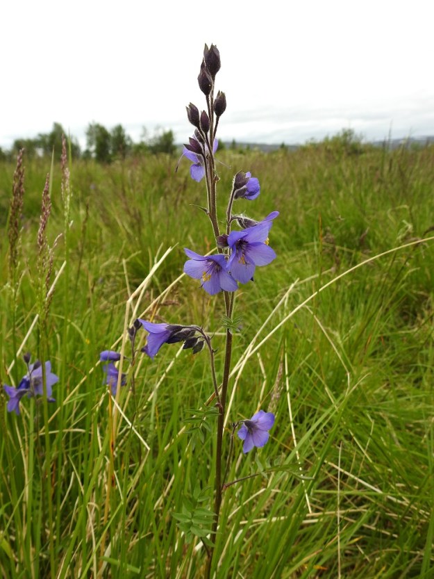 Polemonium acutiflorum - kellosinilatvan kukinto muodostuu latva-alueella kierteisesti ja harvakseen olevista, haarattomista tai toistamiseen haarovista tertuista, joissa on useimmiten 1-5 kukkaa. Alimmat tertut ovat varsilehtien hangoissa. Ylempänä hankalehdet supistuvat hyvin pieniksi ja parilehdykkäisiksi tai -liuskaisiksi lehdiksi. Ylimmissä tertuissa tukilehdet ovat kapeansuikeita ja liuskattomia. 9.7.2026. Copyright Hannu Kämäräinen.