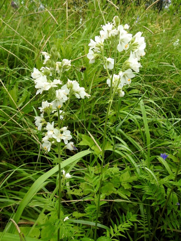 Polemonium caeruleum - lehtosinilatvan karkulaiskasvustojen kukinnot ovat silloin tällöin myös aivan valkoiset. Valkoiselle värimuodolle on aikanaan annettu oman nimikin, f. lacteum. EH, Hämeenlinna, Sairio, Sairionranta, Vanajaveden ja rautatien välissä kulkevan ulkoilureitin varsi kohdassa, jossa vesioja alittaa reitin, ojan laitaniitty, 5.7.2024. Copyright Hannu Kämäräinen.