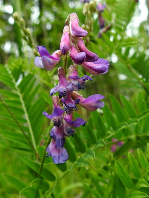 Vicia cassubica - pommerinvirnan kukinto on yleensä noin 5-15-kukkainen, tiheä ja toispuolinen terttu. Se on kukkiessaan tavallisesti noin 4-7 cm pitkä ja noin 1,5-2,5 cm leveä. 26.6.2026. Copyright Hannu Kämäräinen.