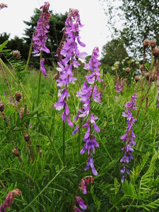 Vicia tenuifolia - tuoksuvirnan kukinto on pitkäperäinen terttu, joka sijaitsee verson latva-alueen lehtihangoissa. Se on perineen yleensä yli kaksi kertaa tukilehteään pitempi. Kukintoperä on yleensä noin 6-10 cm pitkä. 13.6.2014. Copyright Hannu Kämäräinen.