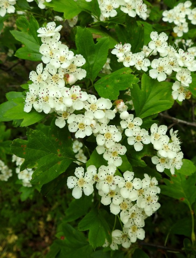Crataegus monogyna - tylppöorapihlajan lehdet yltävät kukinnon tyvelle saakka toimien ikään kuin sen alimpina tukilehtinä. Kukat ovat ihmisnenään jossain määrin tympeäntuoksuiset. Teriö on säteittäinen, valkoinen ja yleensä noin 13-18 mm leveä. A, Finström, Bastö, koilliskulman lehtoinen Ekudden-niemi, 17.6.2023. Copyright Hannu Kämäräinen.