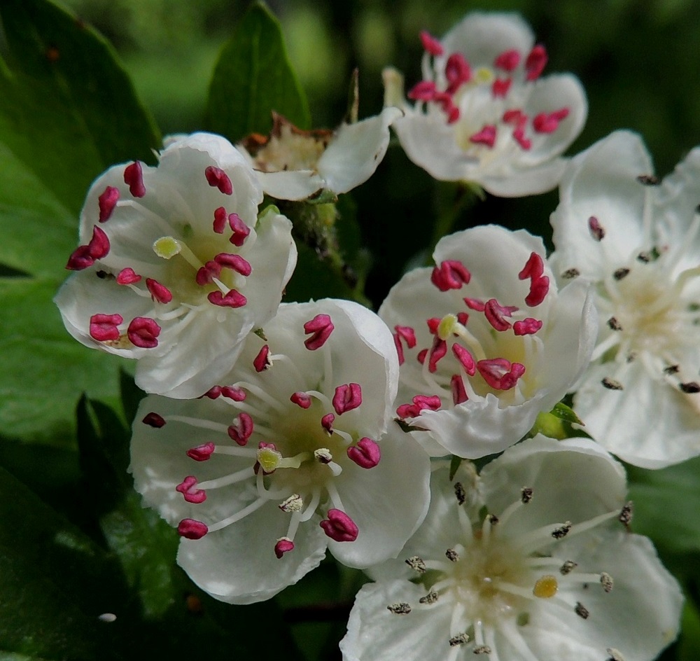 Crataegus rhipidophylla - suippuorapihlajan kukassa on 18-20 hedettä. Niiden palhot ovat valkoiset ja noin 4-6 mm pitkät. Aluksi punaiset ja myöhemmin ruskeasävyiset ponnet ovat noin 1-1,5 mm pitkät. Sikiäin on kehänalainen, ja emi on yksivartaloinen ja -luottinen. Vartalo on valkoinen ja heteiden kanssa samalle tasolle ulottuva. Luotti on pyöreähkön nappimainen, keltainen ja noin 1 mm läpimitaltaan. Suippuorapihlajan normaali kukinta-aika on kesäkuu. 11.6.2014. Copyright Hannu Kämäräinen.