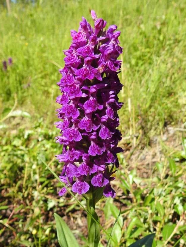 Dactylorhiza purpurella - hurmekämmekän kukintotähkä on yleensä tiheä, munanmuotoinen tai lieriömäinen, noin 6-10 cm pitkä ja noin 3-4 cm leveä. Kukkia on useimmiten enintään 40, mutta muutamassa kuvasarjan kukinnossa niitä on enemmänkin. Kuvan kukinnossa kukkia on jopa noin 60. Kukintotähkä on yleisväriltään valoisassa nähtynä punainen tai sinipunaiseen vivahtavan tummanpunainen. 26.6.2026. Copyright Hannu Kämäräinen.