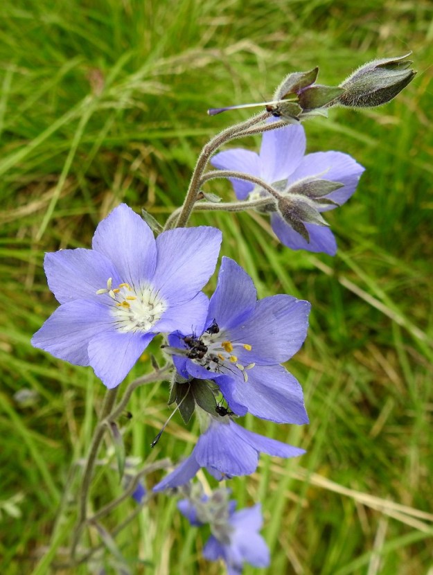 Polemonium acutiflorum - kellosinilatvan teriö on sininen, hyvin harvoin valkoinen, ratasmaisesti leveän kellomainen ja tyveltään yhdislehtinen sekä tavallisesti noin 18-22 mm leveä. Teriönliuskoja on viisi tai joskus, kuten kuvassa, poikkeuksellisesti kuusikin. Ne ovat hieman lomittaiset, lähinnä soikeat, lyhyen suipot ja terävä- tai tylppäkärkiset sekä yleensä noin 13-15 mm pitkät ja leveimmältä kohtaa noin 8-12 mm leveät. Teriön yhdiskasvuinen tyviosa on noin 2-3 mm pitkä. 9.7.2026. Copyright Hannu Kämäräinen.
