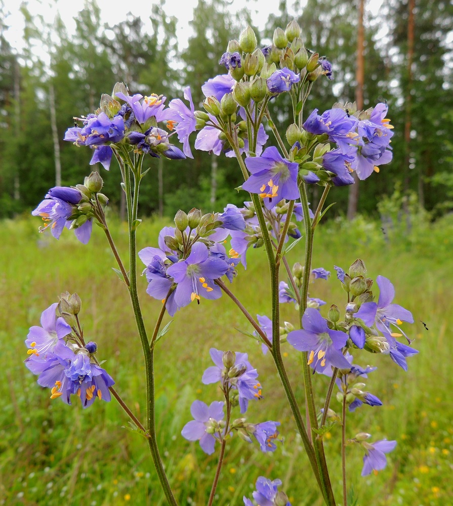 Polemonium caeruleum - lehtosinilatvan kukat ovat haaroissaan monikukkaisen huiskilomaisesti. Ylempien kukintohaarojen hanka- tai tukilehdet supistuvat hyvin pieniksi ja parilehdykkäisiksi tai -liuskaisiksi lehdiksi. Ylimmissä kukintohaaroissa tukilehdet ovat suikeita ja liuskattomia. Varret ovat matalasärmäiset. ES, Imatra, Vuoksenniska, Kaukopää, Kolmen ristin kirkon kohdalla, Ruokolahdentien luoteispuolella oleva laaja, nykyisin niittymäinen, vanha puuvarastokenttä, johon aikanaan varastoitiin Venäjältä tuotua puutavaraa, 9.7.2015. Copyright Hannu Kämäräinen.